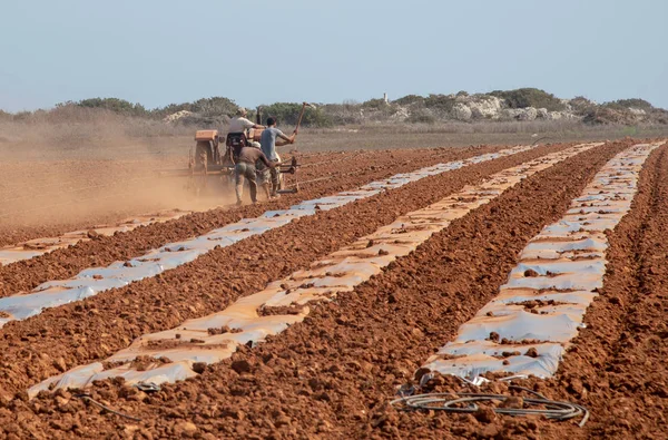 Paralimni Famagusta Juli 2018 Mensen Trekker Schrijnend Het Veld Tijdens — Stockfoto