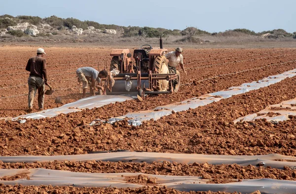 Paralimni Famagusta Temmuz 2018 Nsanlar Alan Ekimi Tarım Çalışmaları Sırasında — Stok fotoğraf