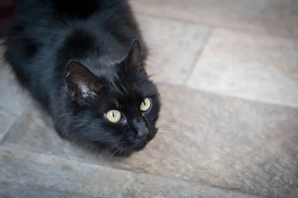 Closeup Portrait Black Cute Cat Green Eyes — Stock Photo, Image