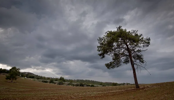 Single Lonely Pine Forest Tree Standing Middle Agricultural Filed Cloudy — Stock Photo, Image
