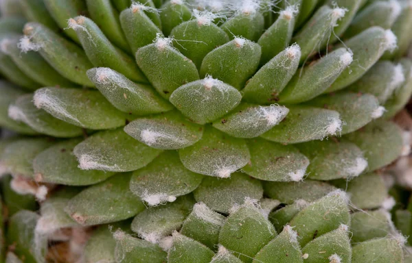 Güzel Dokuları Oluşturan Yeşil Bir Etli Bitki Yaprakları Ayrıntılarını Soyut — Stok fotoğraf