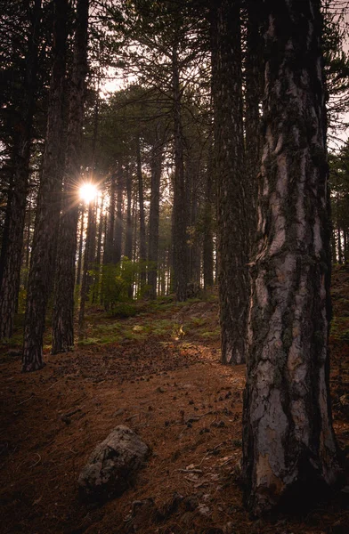 Early Morning Sunbeams Shining Forest Trees Autumn Troodos Mountains Cyprus — Stock Photo, Image