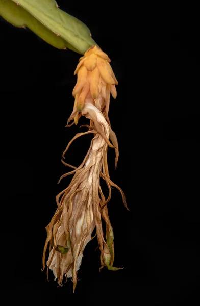 Mooie Gele Verwelkt Cactus Flower Een Zwarte Achtergrond — Stockfoto