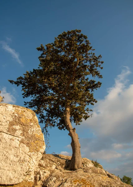 Одиноке Самотнє Соснове Дерево Стоїть Краю Кам Янистої Поверхні Пізно — стокове фото