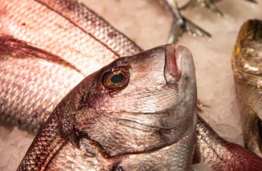 Buzda balık Market Barselona da pişirilmeli hazır taze çiğ balık