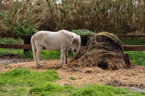 Kleine schöne weiße Hauspony Tierfütterung. — Stockfoto