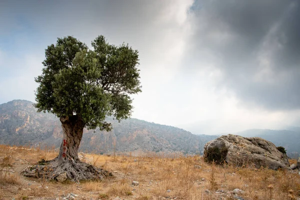 Μοναχικό δέντρο ελιάς και θυελλώδη συννεφιασμένο ουρανό — Φωτογραφία Αρχείου