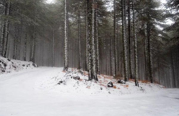 Winter forest landscape — Stock Photo, Image