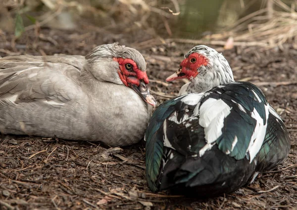 Beautiful ducks with red head resting on the ground outside the