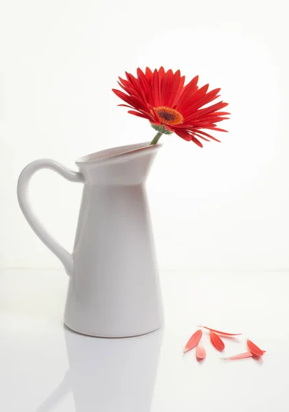 Rote Gazania-Blume auf einer weißen stilvollen Vase. Kreatives Stillleben — Stockfoto