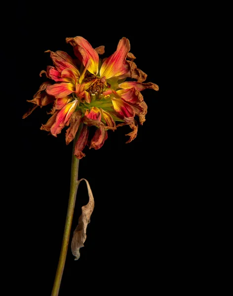 Sterbende gelbe Dahlienblüte — Stockfoto