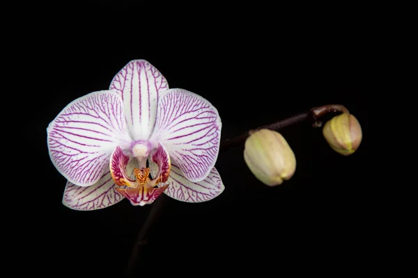 Красивая орхидея, Фаленопсис, цветок — стоковое фото