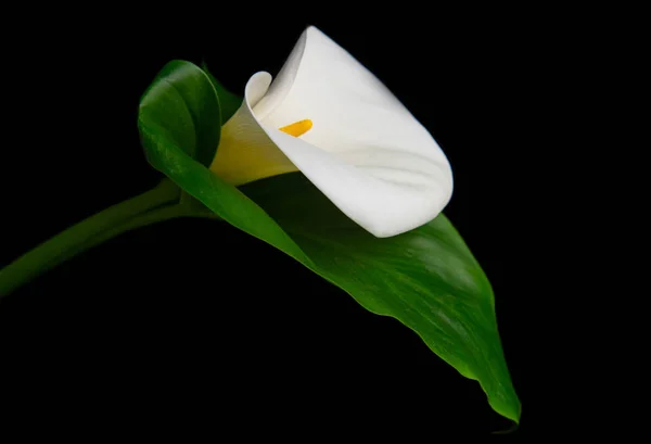 Flor de lirio de Calla — Foto de Stock