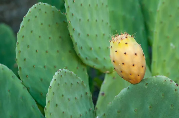 Prickly pear vruchten op een cactus — Stockfoto