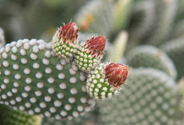 Frutos de pera espinosa en un cactus — Foto de Stock