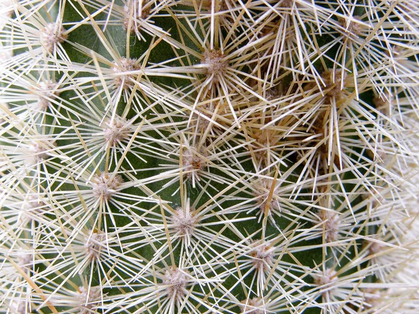 Detalhes abstratos de um cacto Mammillaria Geminispina com espinhos — Fotografia de Stock