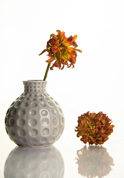 Schöne trockene und welke gelbe Gerbera-Blume auf einer Vase. — Stockfoto