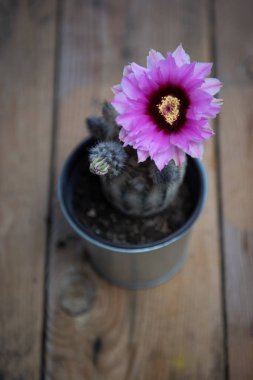 Güzel mor çiçek ile kaktüs bitki
