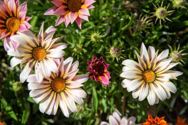 Blooming renkli gazania çiçekleri