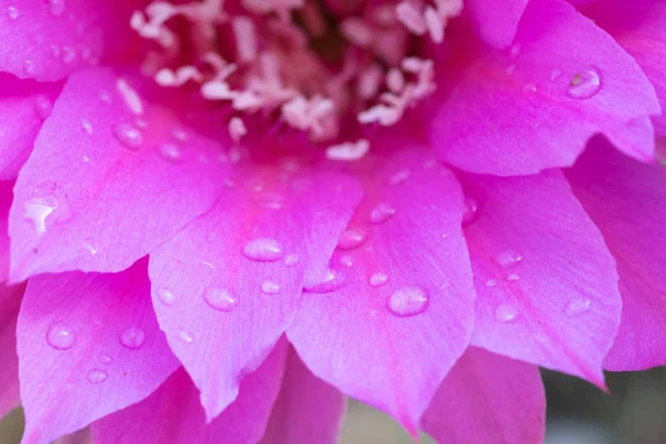 Bellissimo fiore di cactus magenta fresco in fiore — Foto Stock