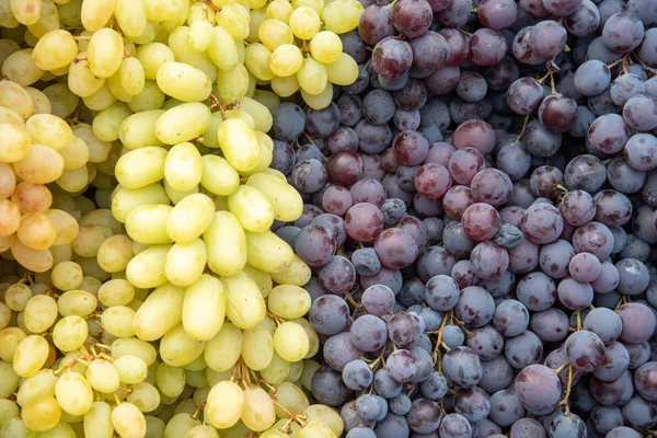 Frutos frescos de vinho branco e tinto — Fotografia de Stock