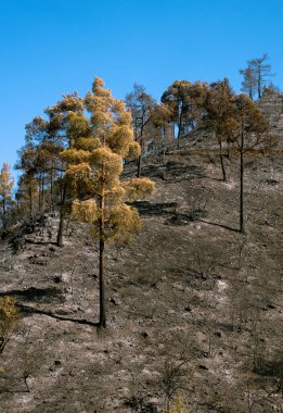Kıbrıs Rum Kesimi 'ndeki büyük orman yangınında ormanlar ve ağaçlar yandı
