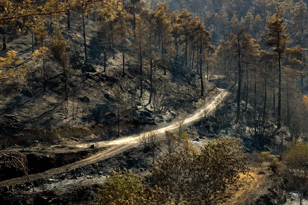 Foreste e alberi bruciati durante un massiccio incendio boschivo, Troodos Cipro — Foto Stock