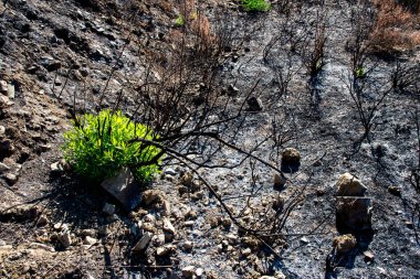 Orman yangınından sonra büyüyen yeni yeşil bitkilerle çevre teması. Kıbrıs Troodos Dağları