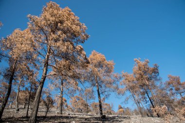 Kıbrıs 'ın Troodos dağlarında çıkan büyük orman yangınında ormanlar ve ağaçlar yandı. Çevresel ve ekolojik yıkım.