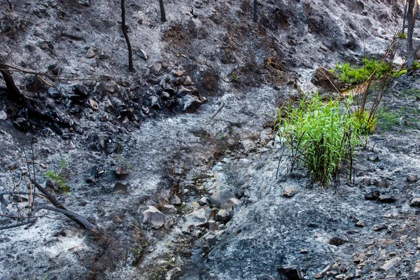 Tema Ambientale Con Nuove Piante Verdi Che Crescono Dopo Gli — Foto Stock