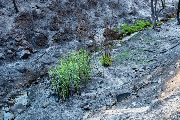 Temat Środowiskowy Nowymi Zielonymi Roślinami Rosnącymi Pożarze Lasu Góry Troodos — Zdjęcie stockowe