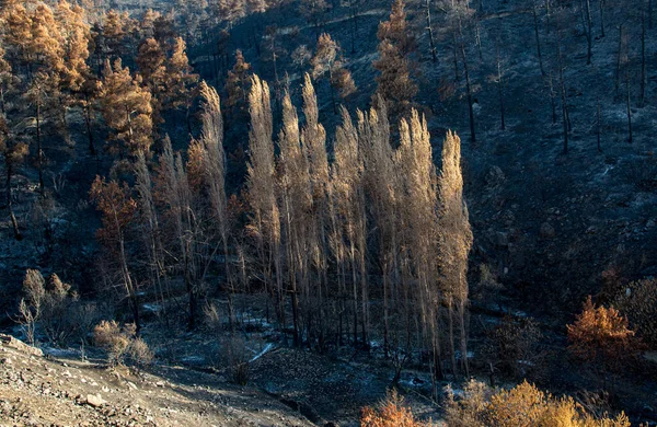 Foreste Alberi Bruciati Durante Massiccio Incendio Boschivo Nelle Montagne Troodos — Foto Stock