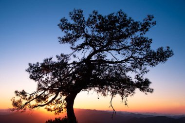 Mavi saatte, gün batımında parlak güneşli bir çam ağacının silueti..
