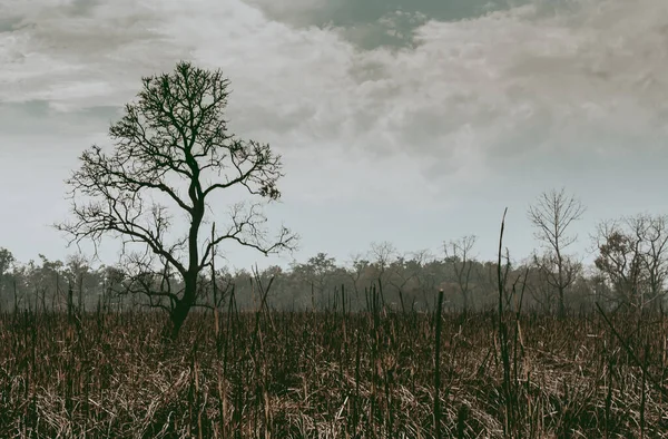 Silhouette di un albero solitario senza foglie nella giungla su una terra bruciata — Foto Stock