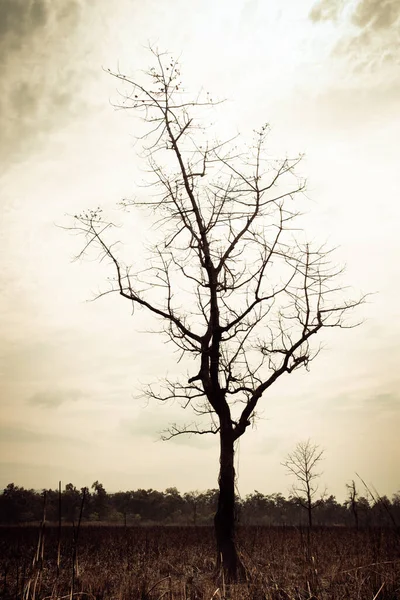 Silhouette eines blattlosen Baumes im Regenwald-Dschungel vor hellem Himmel — Stockfoto