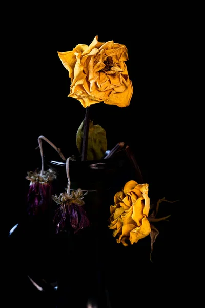 Welke und trockene gelbe Rosenblüte auf einer Vase auf schwarzem Hintergrund. — Stockfoto