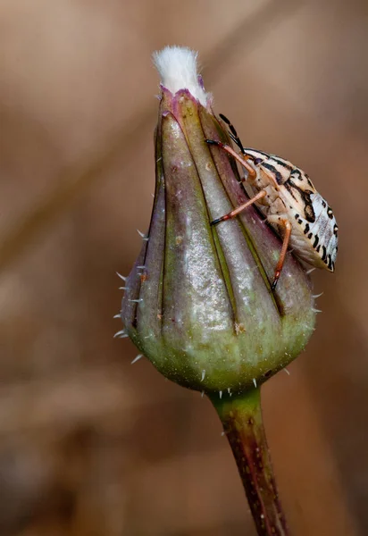 Small Carpocoris Pudicu Insect Bug Top Blooming Plant — Stock Photo, Image