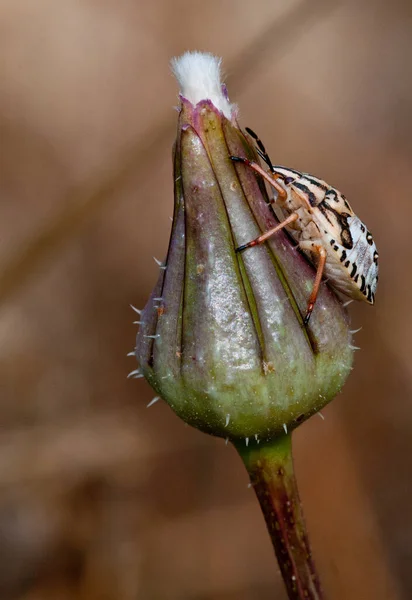 Piccolo Insetto Carpocoris Pudicu Sulla Cima Una Pianta Fiore — Foto Stock