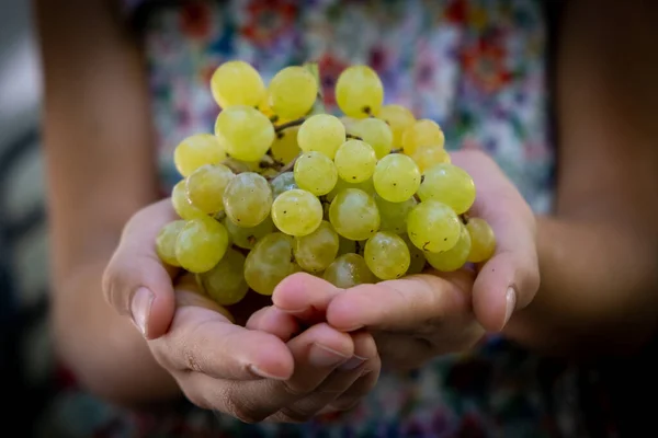 Mão segurando um monte de uvas verdes saudáveis — Fotografia de Stock