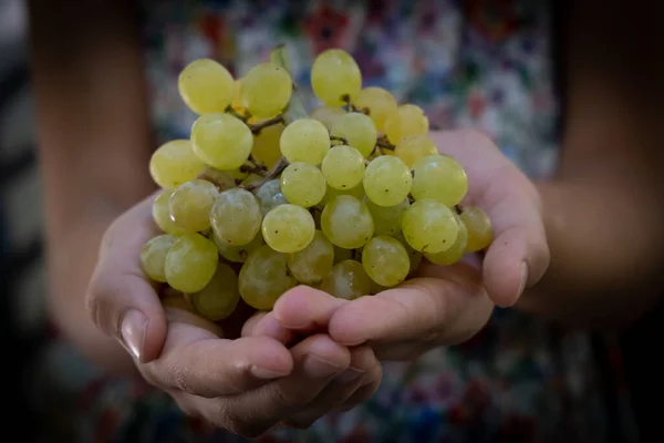 Mão segurando um monte de uvas verdes saudáveis — Fotografia de Stock