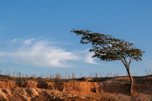 푸른 하늘을 배경으로 마른 들판에 외로운 나무 — 스톡 사진