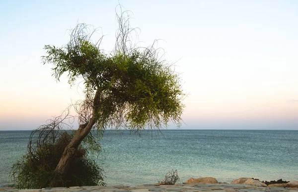 Árbol solitario en la costa contra el mar al atardecer — Foto de Stock