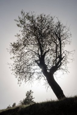 Bulutlu bir günde yalnız bir zeytin ağacının silüeti.