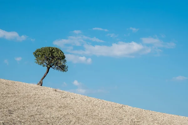 Einsamer Olivenbaum am Hang des Hügels gegen wolkenverhangenen Himmel. — Stockfoto