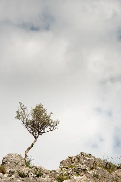 구름낀 하늘을 배경으로 언덕 의경 사지에 있는 외로운 올리브 나무. — 스톡 사진