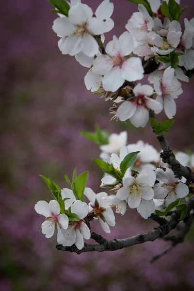 Ciruela flores florecientes blancas a principios de primavera. Belleza de primavera — Foto de Stock