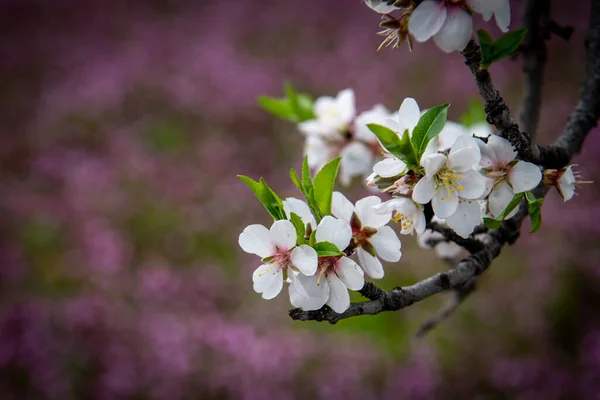 Ciruela flores florecientes blancas a principios de primavera. Belleza de primavera — Foto de Stock