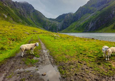 Sakin gölü ve görkemli dağları olan sakin bir vadide yemyeşil otlakların tadını çıkaran koyunlar. Eggum Lofoten Adaları Norveç