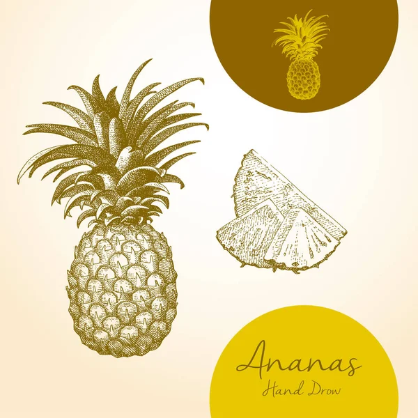 Ananas el çizilmiş vektör. Parça dilimlenmiş izole ananas. Çizim ayrıntılı Vejetaryen yiyecekler. Çiftlik market ürün.