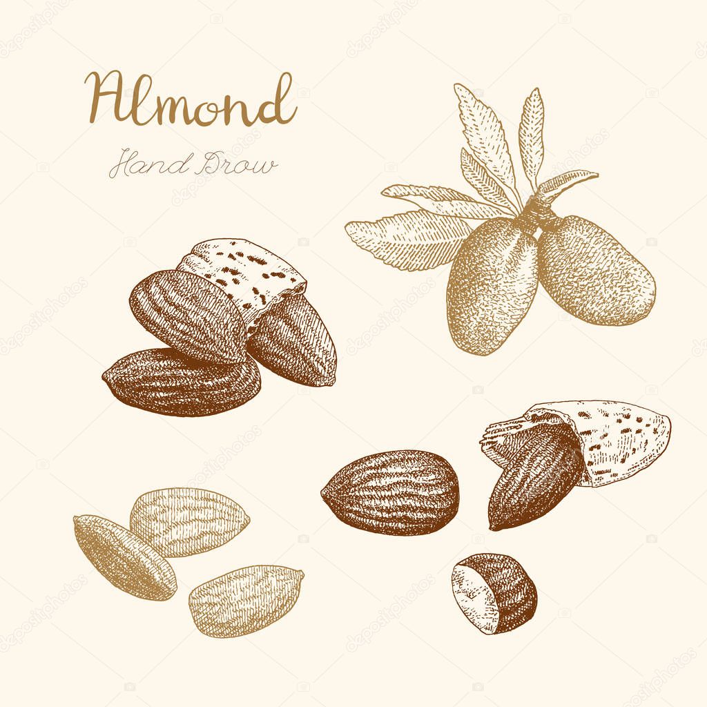 Almond. Hand-drawn sketch
